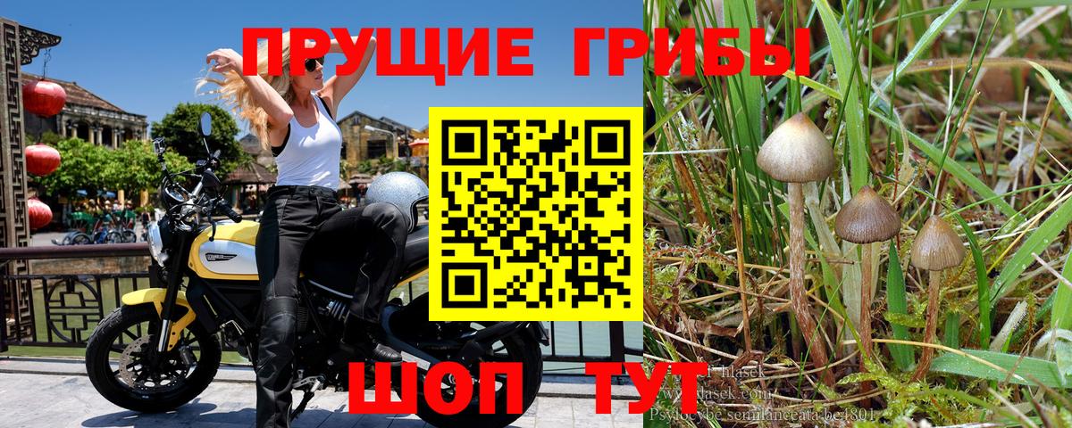 Галлюциногенные грибы мицелий  Галлюциногенные грибы Psilocybine cubensis  Вход с VPN  Кропоткин 
